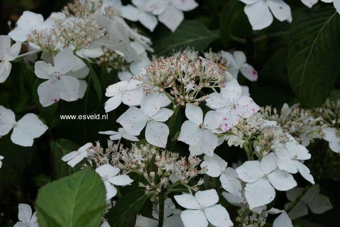 Hydrangea serrata 'Professor Iida'