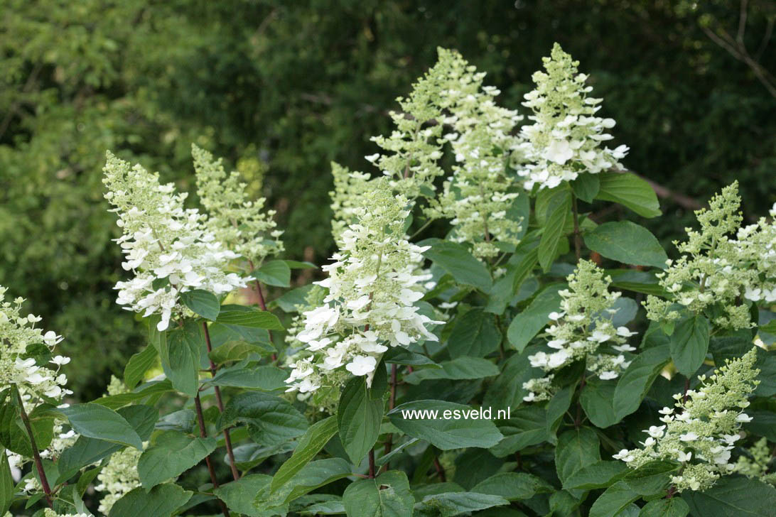 Hydrangea paniculata 'Vera'