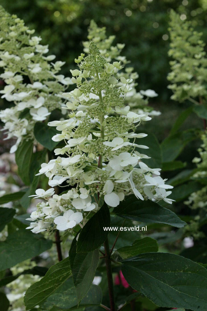 Hydrangea paniculata 'Vera'