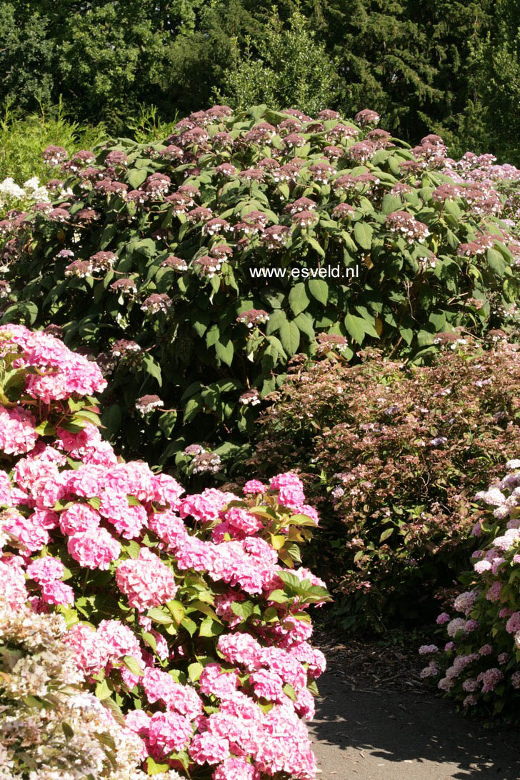 Hydrangea aspera 'Macrophylla'