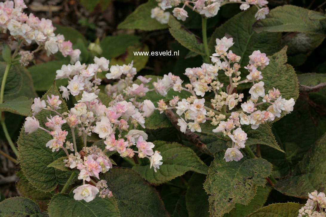 Hydrangea involucrata 'Hortensis'