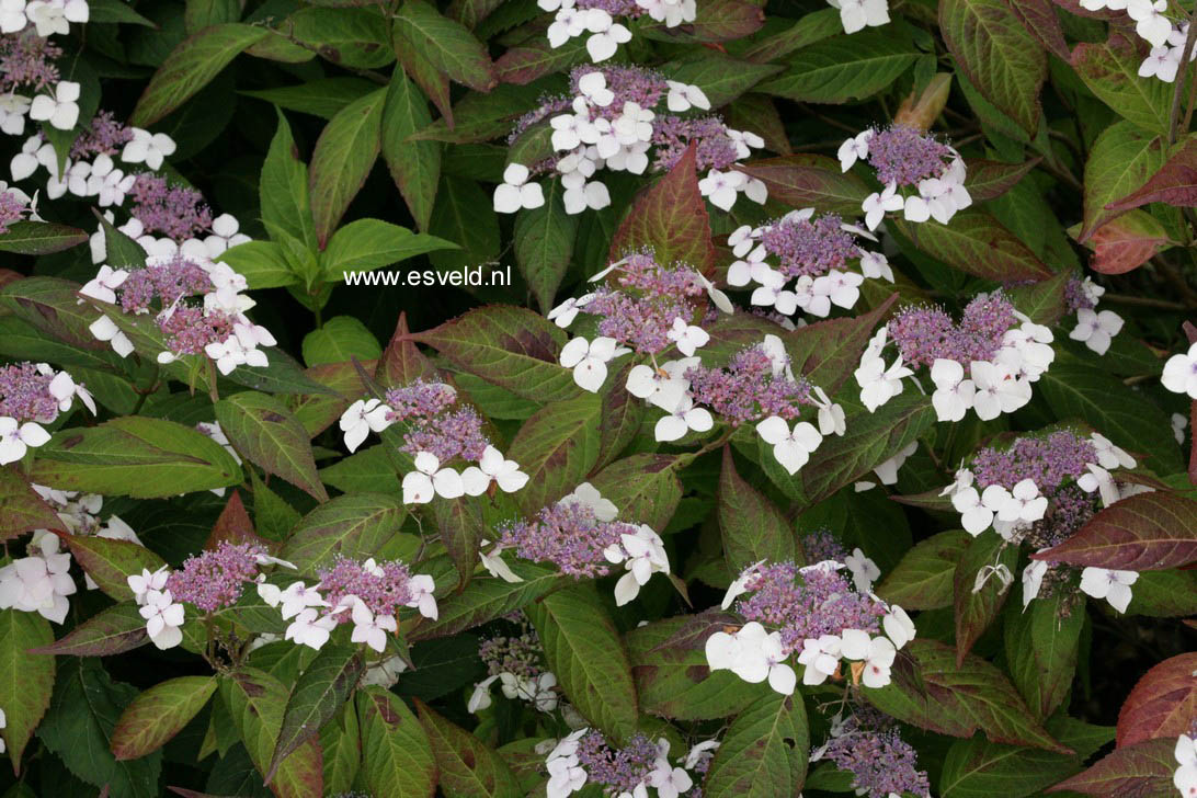 Hydrangea serrata 'Odoriko amacha'
