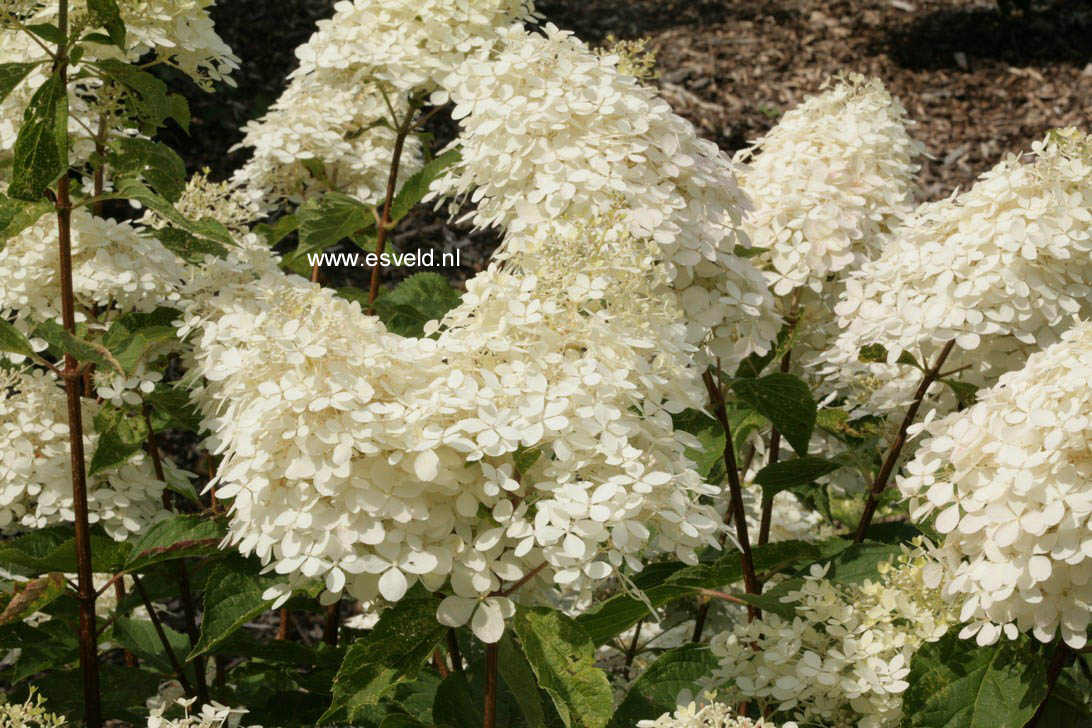 Hydrangea paniculata 'Phantom'