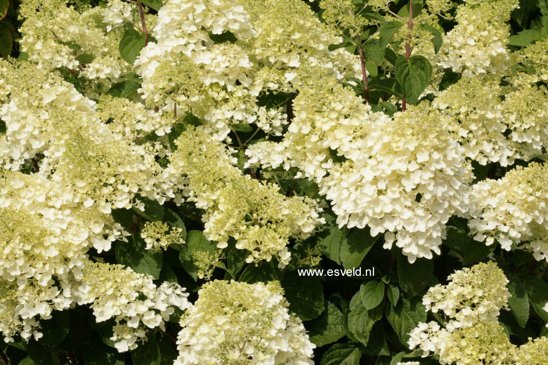 Hydrangea paniculata 'Silver Dollar'