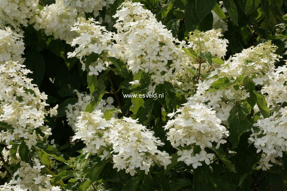 Hydrangea paniculata 'Degustar' (STARLIGHT FANTASY)