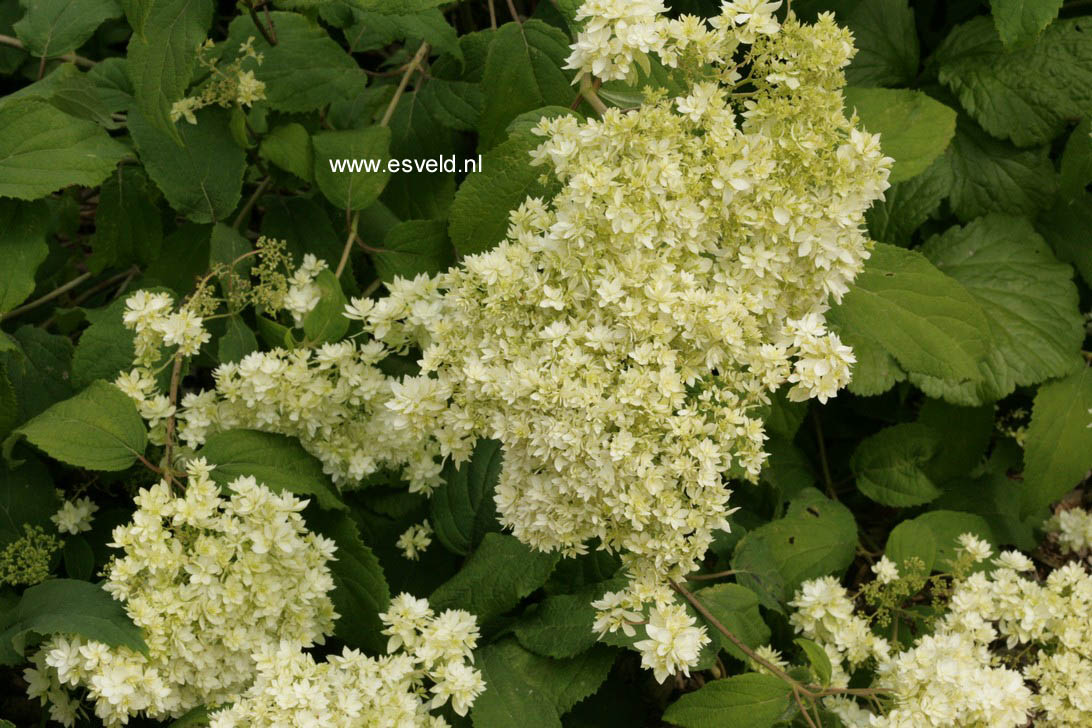Hydrangea arborescens 'Hayes Starburst' (HOVARIA)