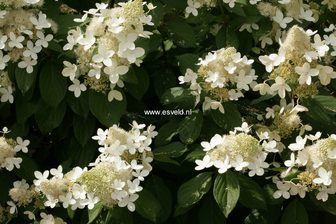 Hydrangea paniculata 'White Goliath'