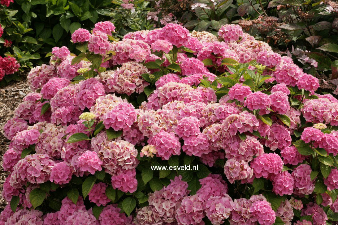 Hydrangea macrophylla 'Elbtal'