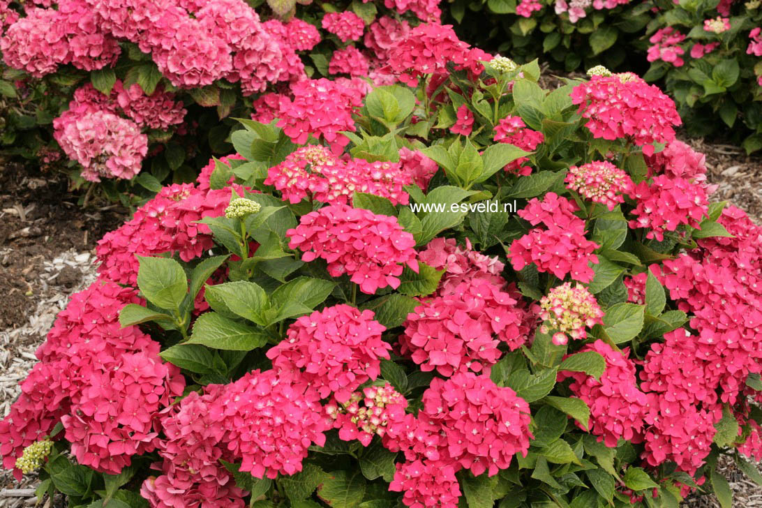 Hydrangea macrophylla 'Leuchtfeuer'