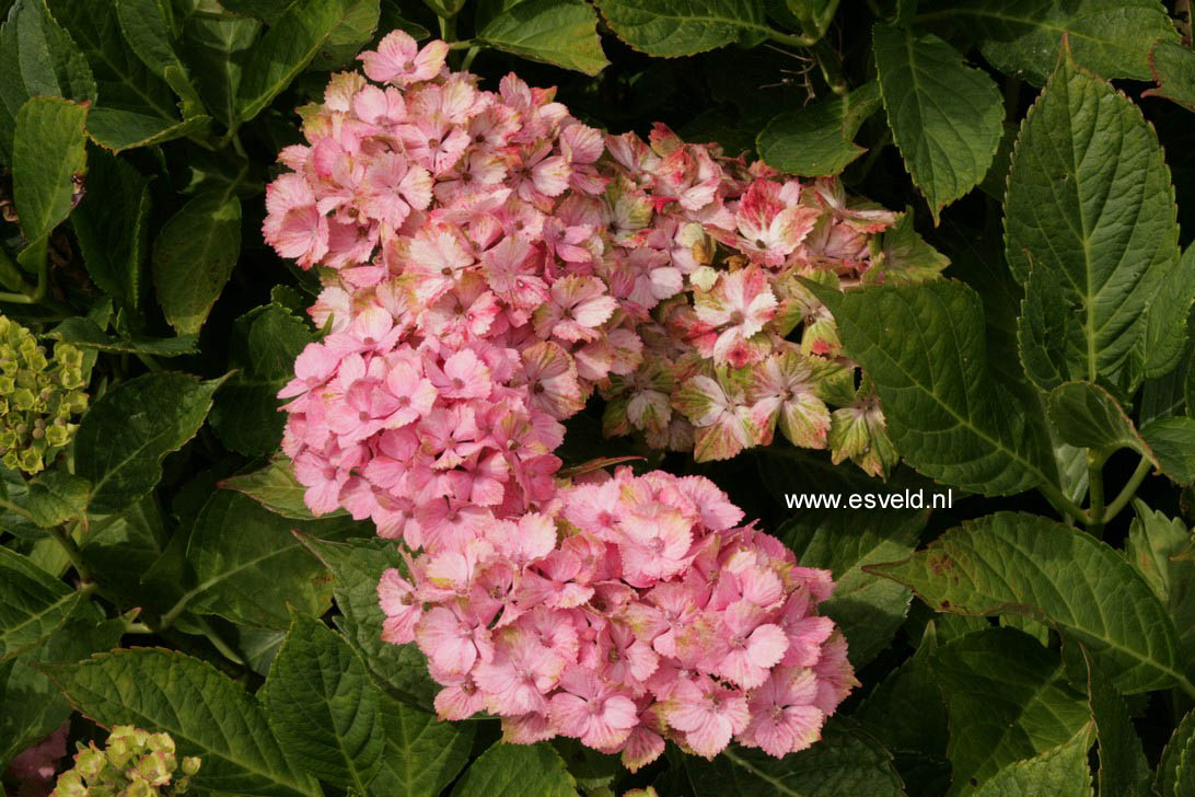 Hydrangea macrophylla 'Fantasia' (FOREVER & EVER)