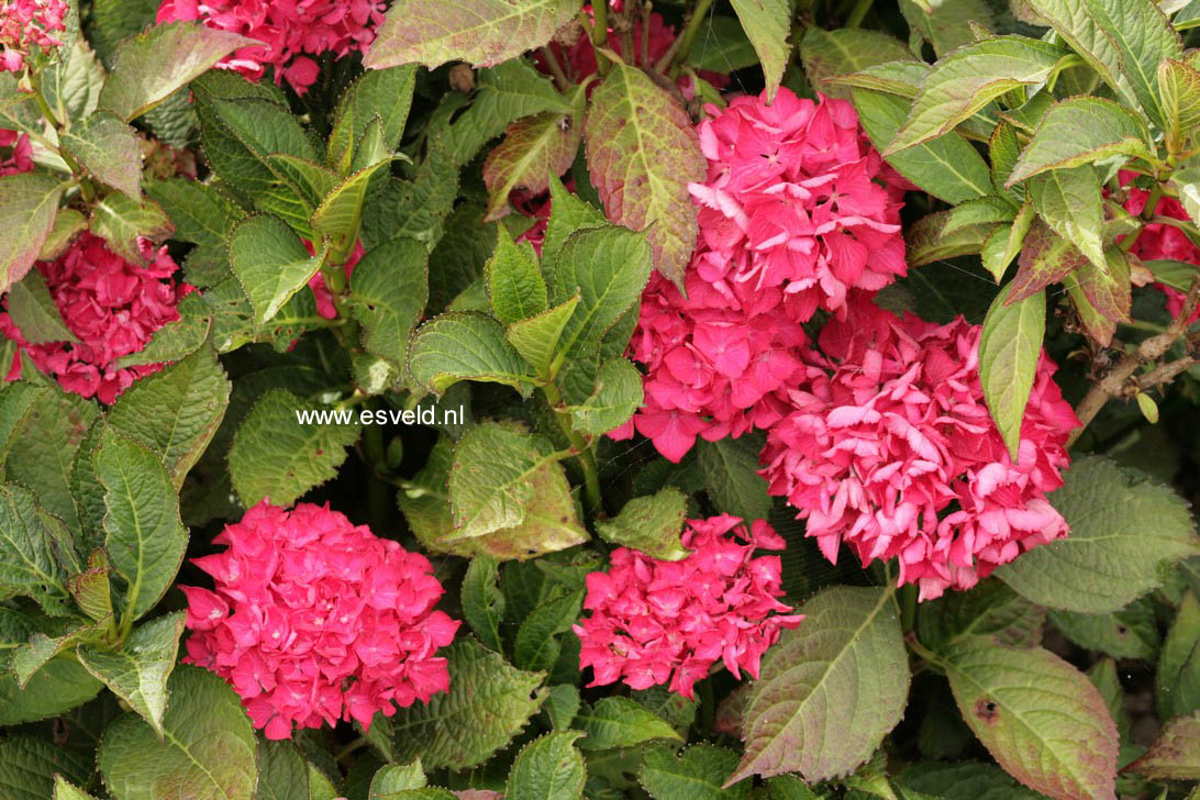 Hydrangea macrophylla 'Selma'