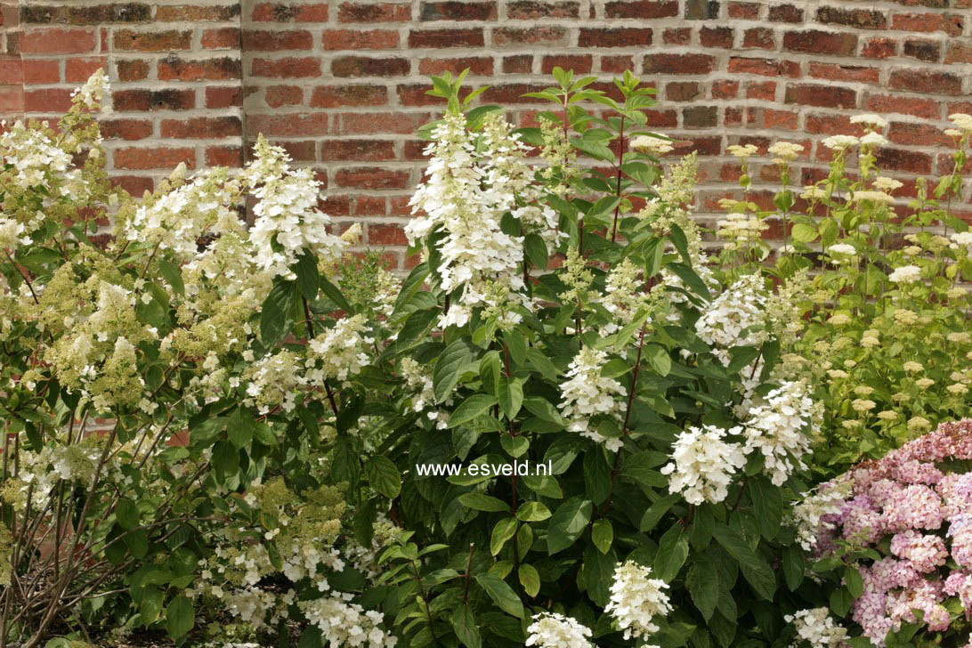 Hydrangea paniculata 'Pee Wee'