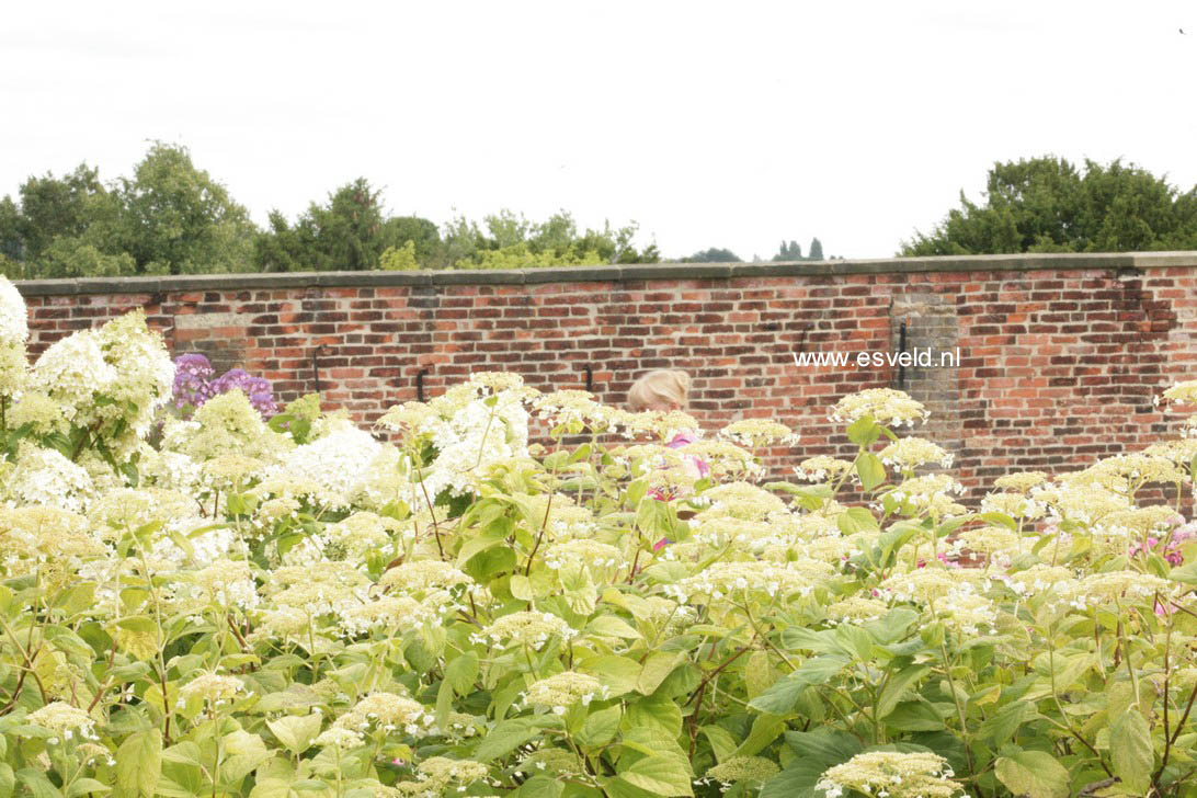 Hydrangea arborescens