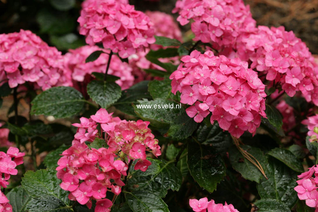 Hydrangea macrophylla 'Ami Pasquier'