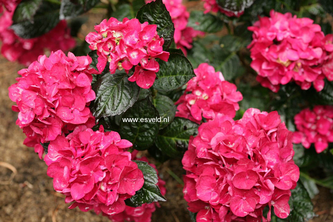 Hydrangea macrophylla 'Merveille Sanguine'