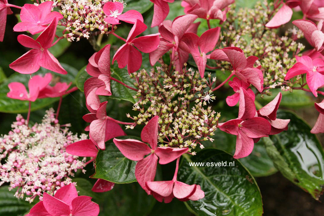 Hydrangea macrophylla 'Rotschwanz'