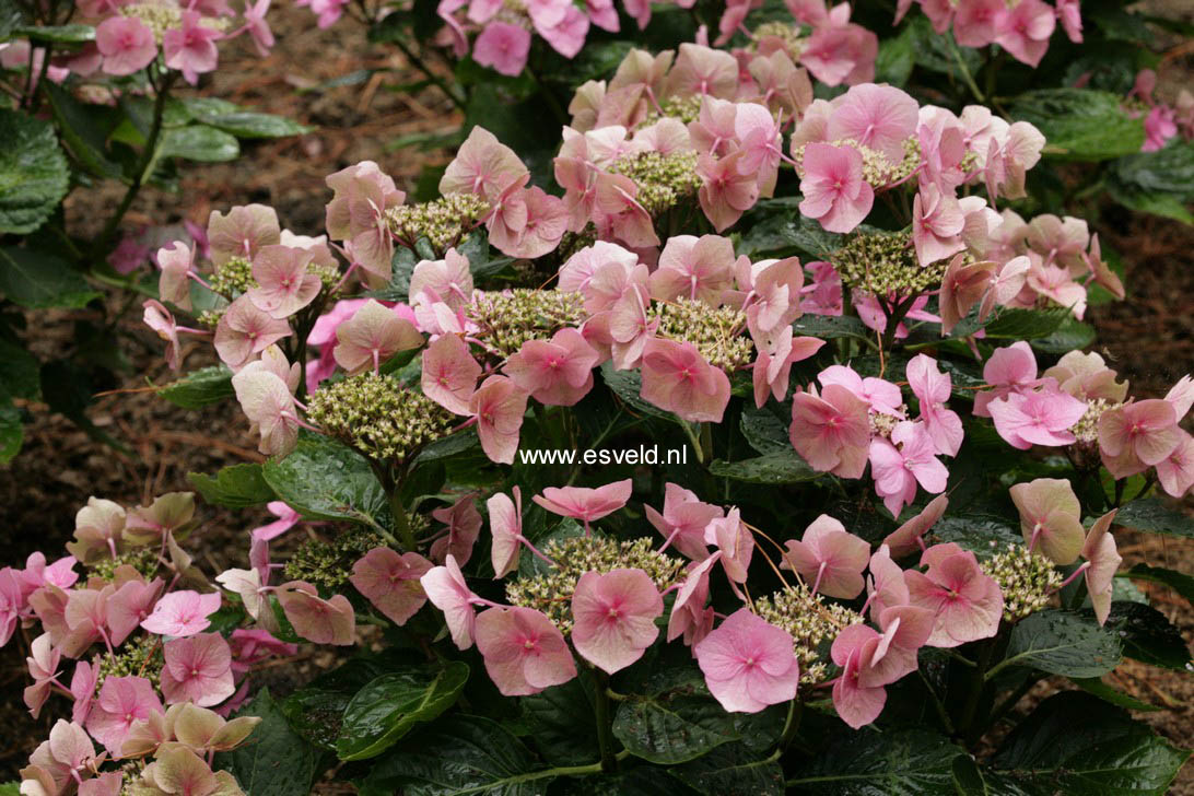 Hydrangea macrophylla 'Fasan' (TWILIGHT)