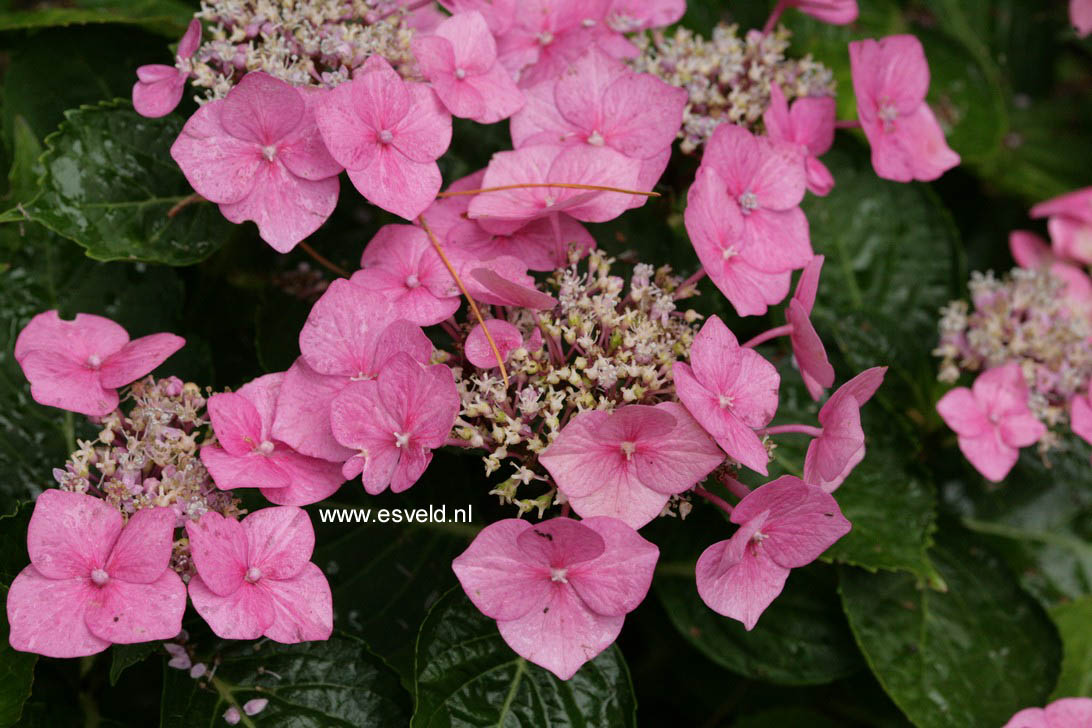 Hydrangea macrophylla 'Taube'