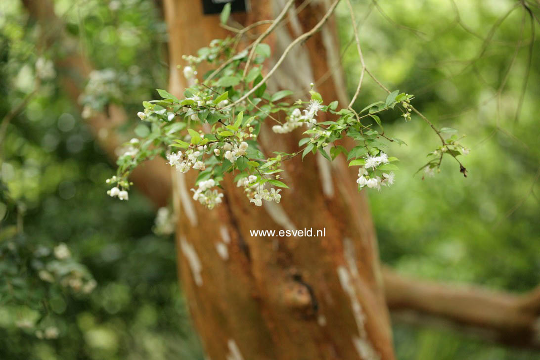 Luma apiculata