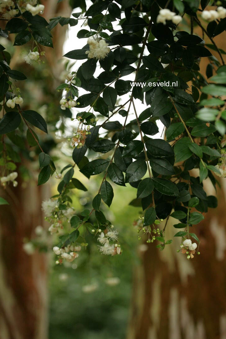 Luma apiculata