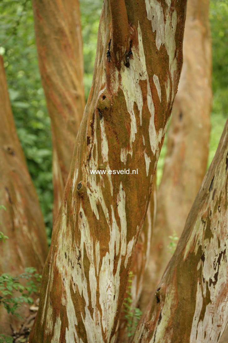 Luma apiculata