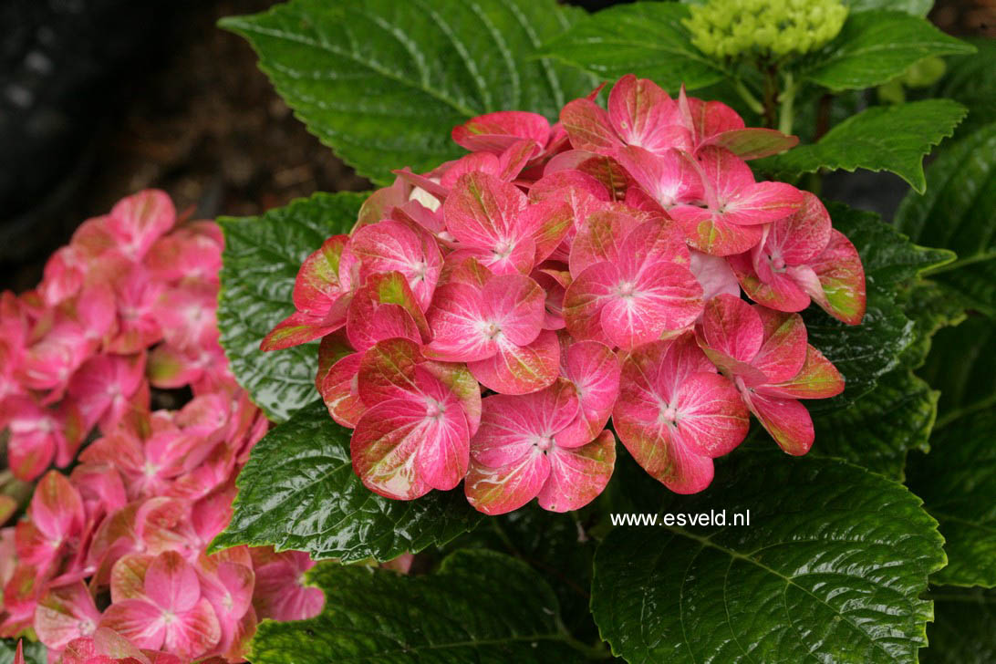 Hydrangea macrophylla 'Qufu' (MAGICAL GREENFIRE)