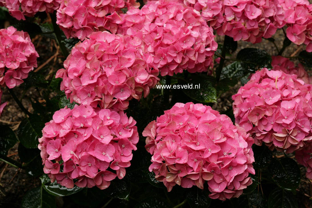 Hydrangea macrophylla 'Anda Blue'