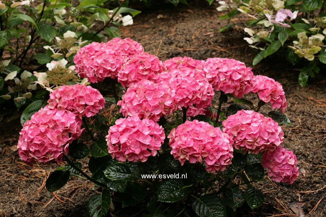 Hydrangea macrophylla 'Anda Blue'