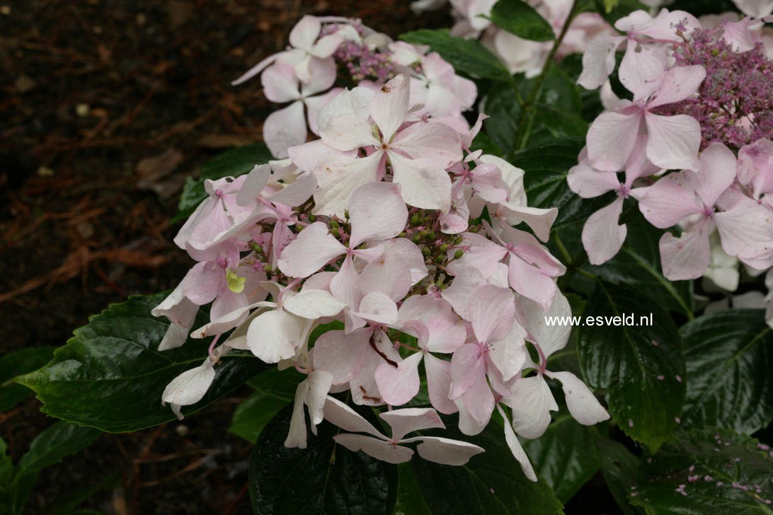 Hydrangea macrophylla 'Beaute Vendomoise'