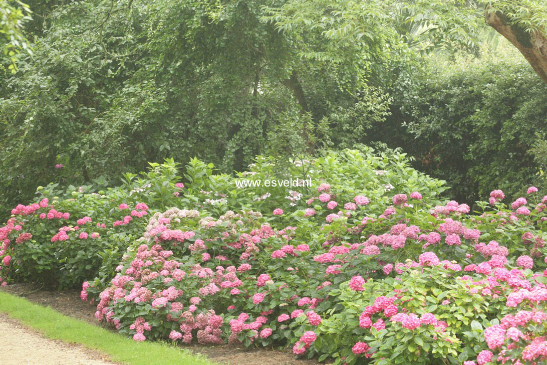 Hydrangea macrophylla