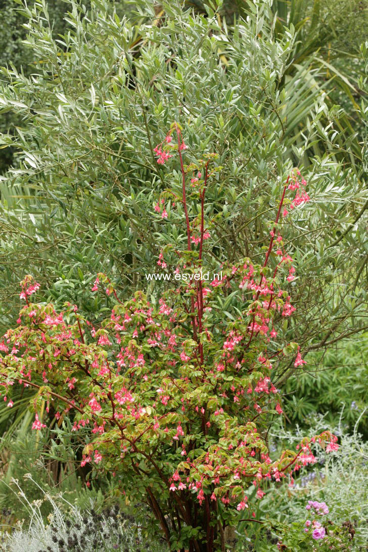 Begonia fuchsioides