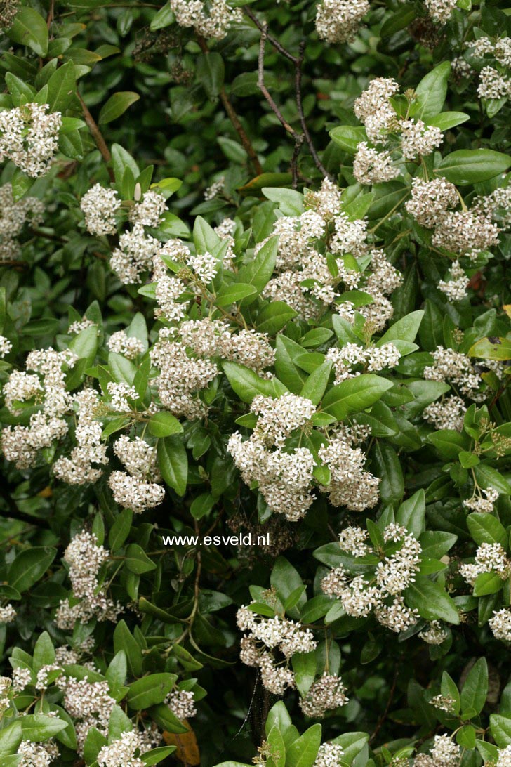 Olearia haastii