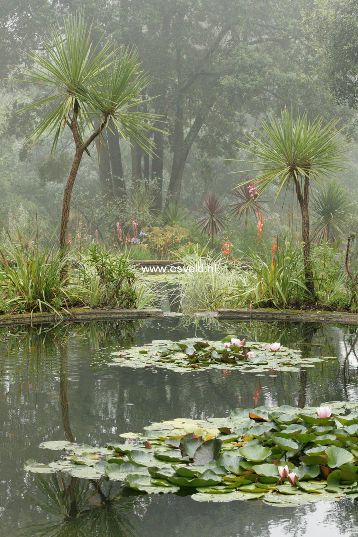 Cordyline australis