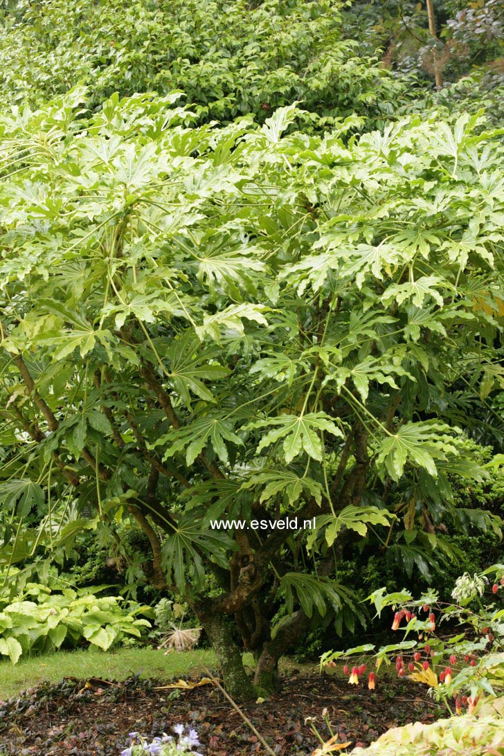 Fatsia japonica