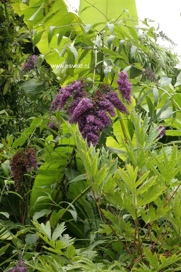 Buddleja davidii 'Dartmoor'