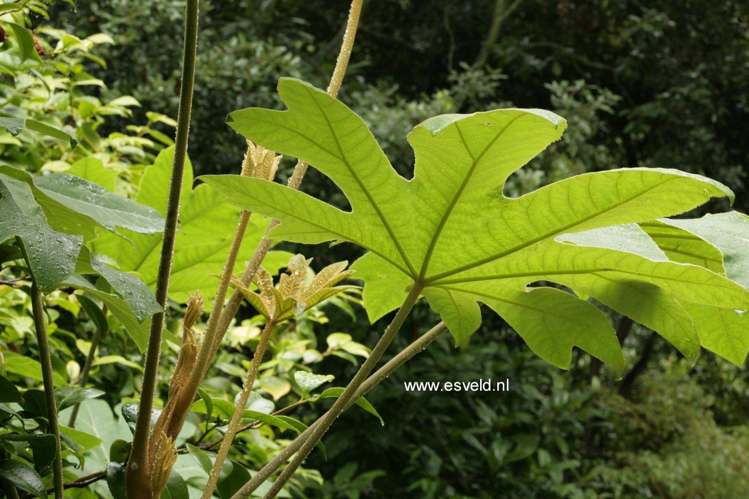 Tetrapanax papyrifer