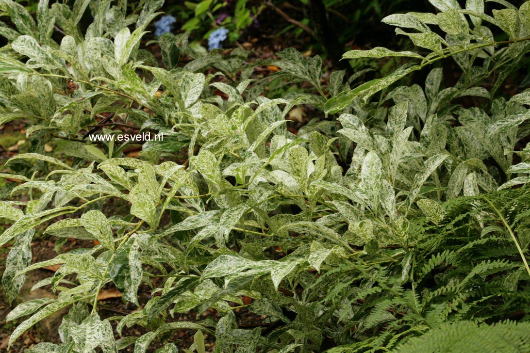 Prunus laurocerasus 'Marbled White'