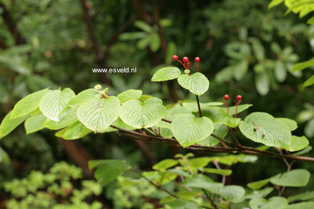 Viburnum furcatum