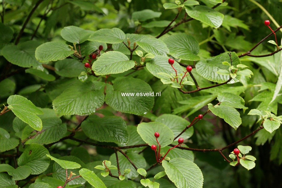 Viburnum furcatum