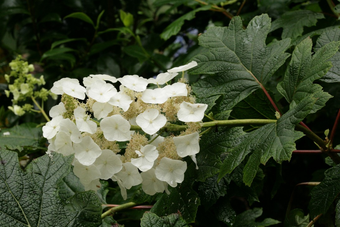 Hydrangea quercifolia 'Flemigea' (SNOWQUEEN)