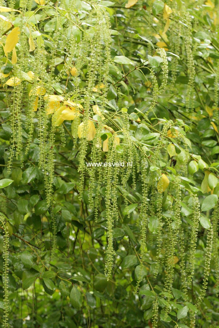 Itea yunnanensis