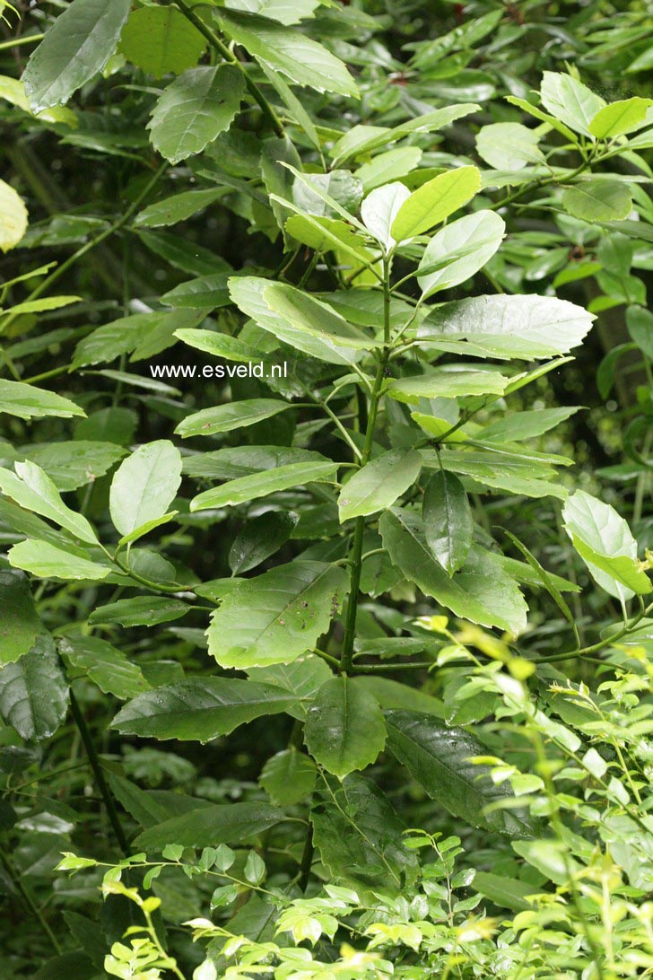 Aucuba omeiensis