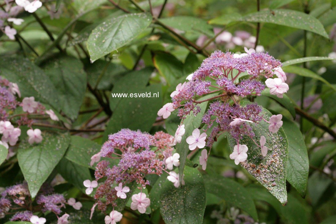 Hydrangea villosa