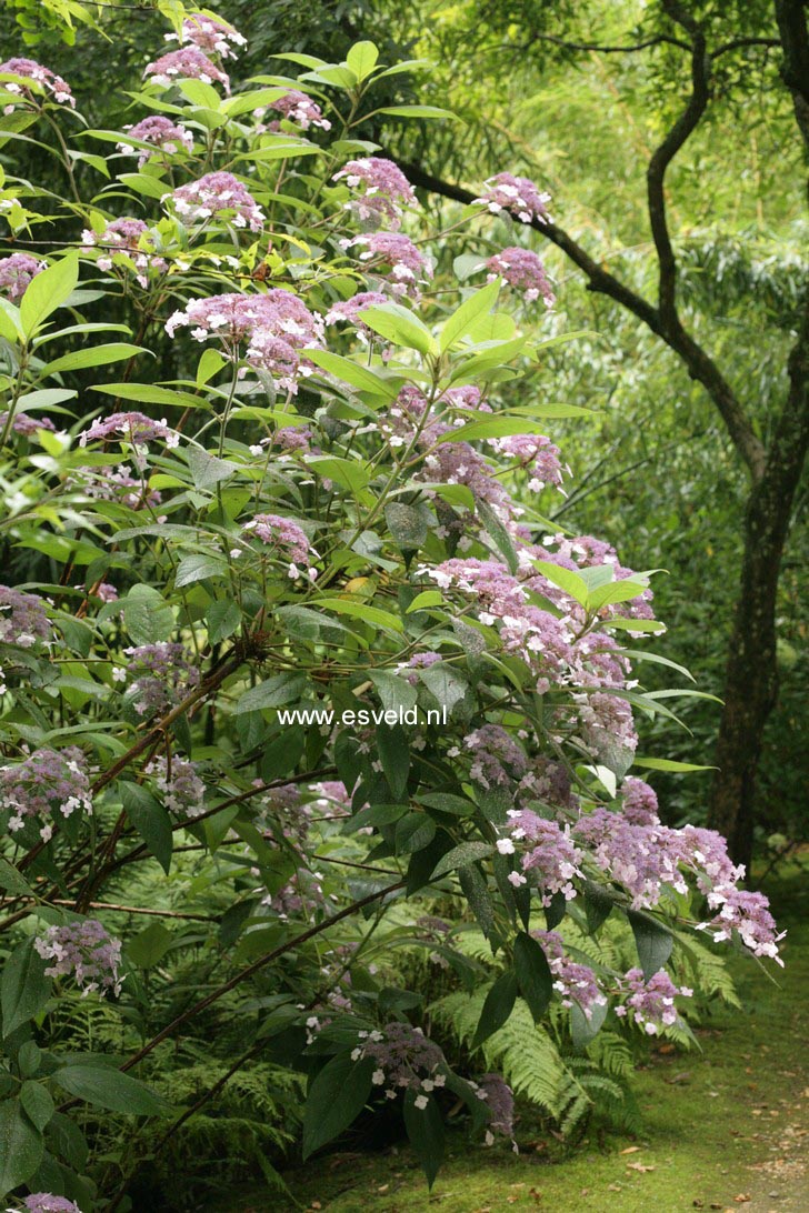 Hydrangea villosa