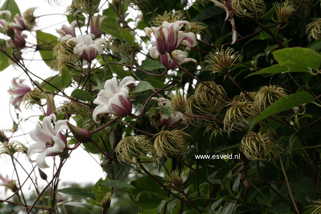Clematis 'Zoprika' (PRINCESS KATE)