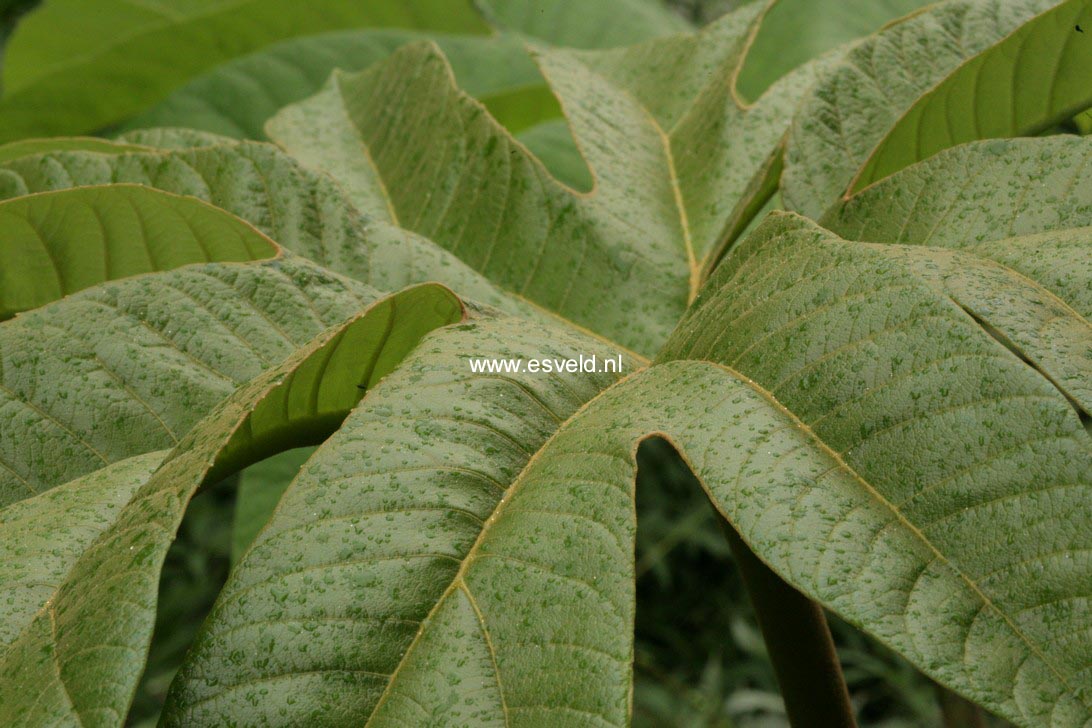 Tetrapanax papyrifer