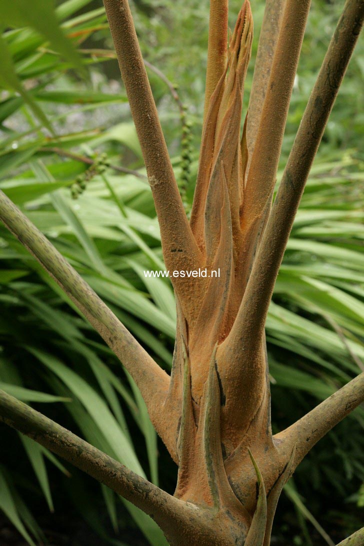 Tetrapanax papyrifer