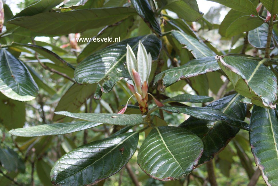 Rhododendron sinogrande