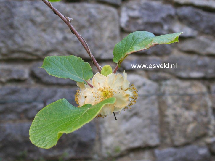 Actinidia deliciosa