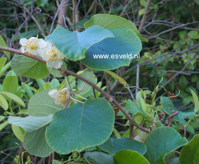 Actinidia deliciosa